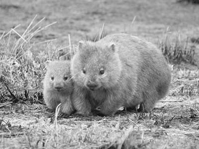 Wombats 