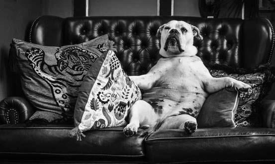 Weird Wills_Dog on the lounge 553 x 331 thumbnail  BW